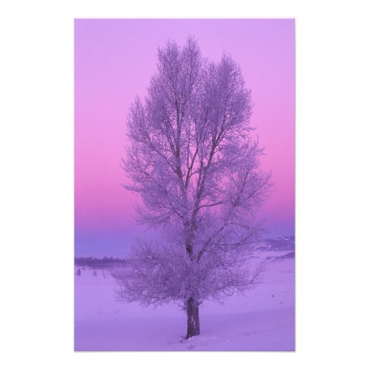 NA, VS, Wyoming, Yellowstone NP, Landschap Foto Afdruk (Voorkant)