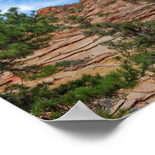 Naaldbomen groeien in Zion National Park, Utah Poster (Hoek)