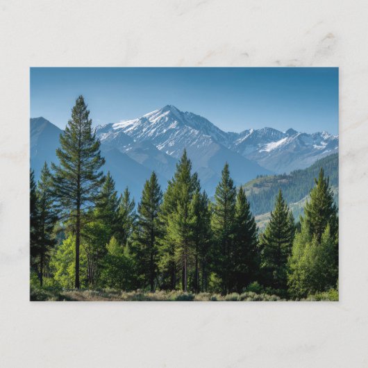Naaldbomen met bergachtergrond briefkaart (Voorkant)