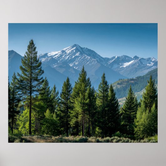 Naaldbomen met bergachtergrond poster (Voorkant)
