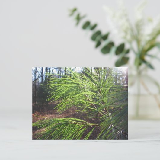 naalden briefkaart (Staand voorkant)