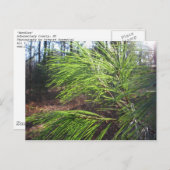 naalden briefkaart (Voorkant / Achterkant)