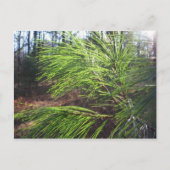 naalden briefkaart (Voorkant)