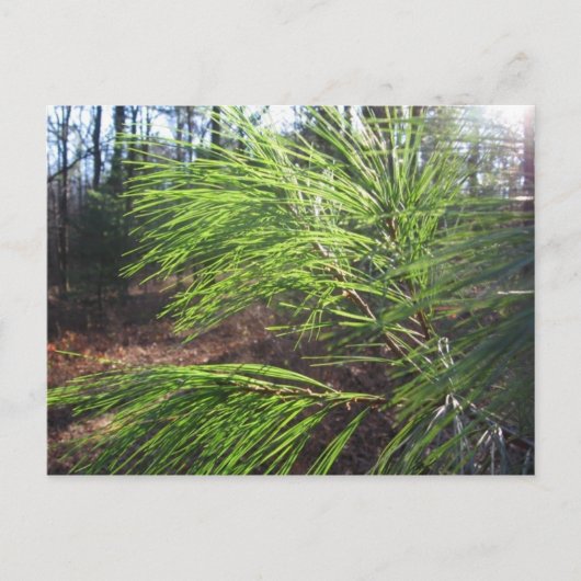 naalden briefkaart (Voorkant)