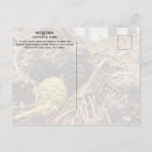 Naalden en kegels, bosbodem, Sequoia NP Briefkaart (Achterkant)