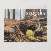 Naalden en kegels, bosbodem, Sequoia NP Briefkaart (Voorkant)
