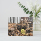 Naalden en kegels, bosbodem, Sequoia NP Briefkaart (Staand voorkant)