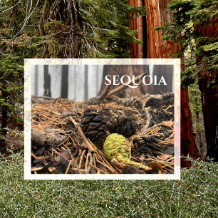 Naalden en kegels, bosbodem, Sequoia NP Briefkaart