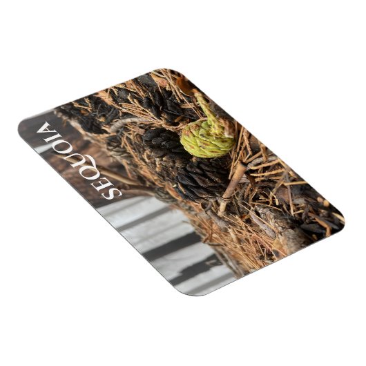 Naalden en kevers, bosgrond, Sequoia NP Magneet (Rechterzijde)