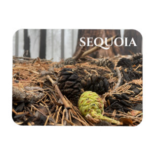 Naalden en kevers, bosgrond, Sequoia NP Magneet