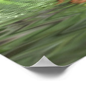 naalden van dennenboom boven water poster (Hoek)