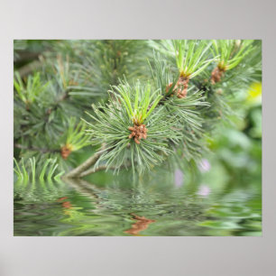 naalden van dennenboom boven water poster