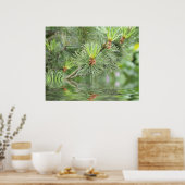 naalden van pijnboom boven water poster (Keuken)