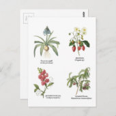 Naam van het wetenschappelijk plant briefkaart (Voorkant / Achterkant)