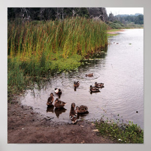 Naar beneden bij de moeras.... poster