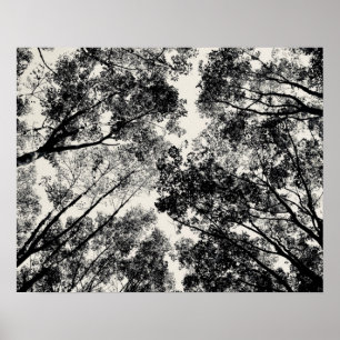 Naar boven door de bomen, 2018 SVP-Afbeeldingen Poster
