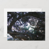 Naar boven door de bomen briefkaart (Voorkant / Achterkant)