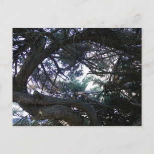 Naar boven door de bomen briefkaart