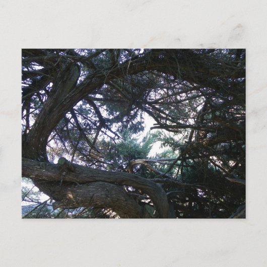 Naar boven door de bomen briefkaart (Voorkant)