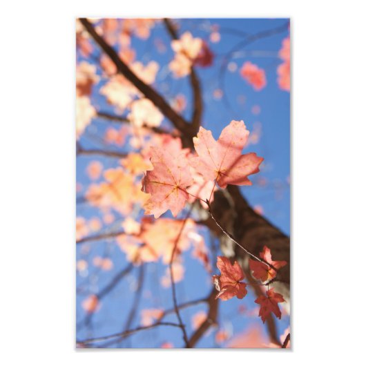 Naar boven, in de bladeren foto afdruk (Voorkant)