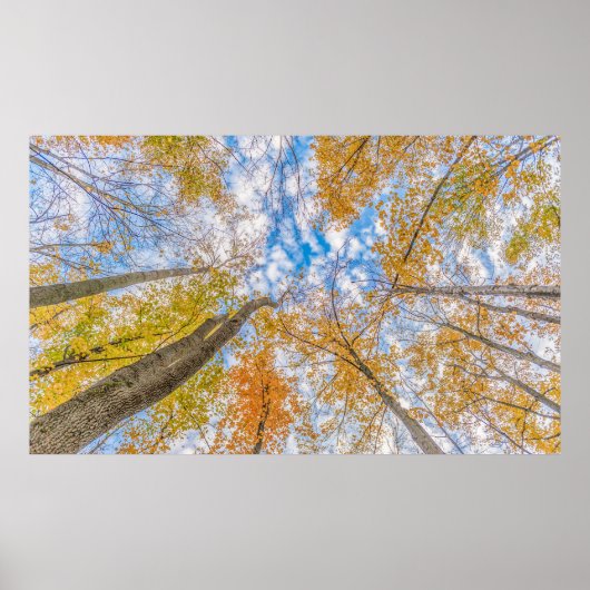 Naar boven kijkend vanuit de bosvloer poster (Voorkant)