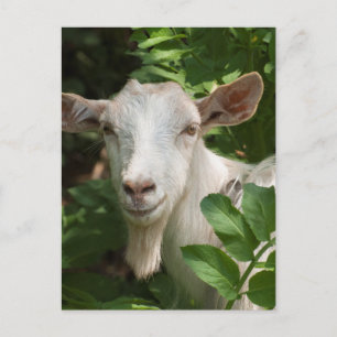 Naar camera briefkaart