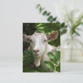 Naar camera kijken briefkaart (Staand voorkant)