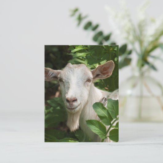 Naar camera kijken briefkaart (Staand voorkant)