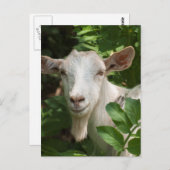 Naar camera kijken briefkaart (Voorkant / Achterkant)