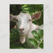 Naar camera kijken briefkaart (Voorkant)