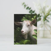 Naar camera kijken briefkaart (Staand voorkant)