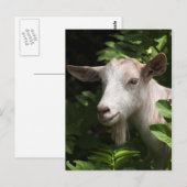 Naar camera kijken briefkaart (Voorkant / Achterkant)