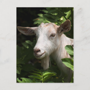 Naar camera kijken briefkaart