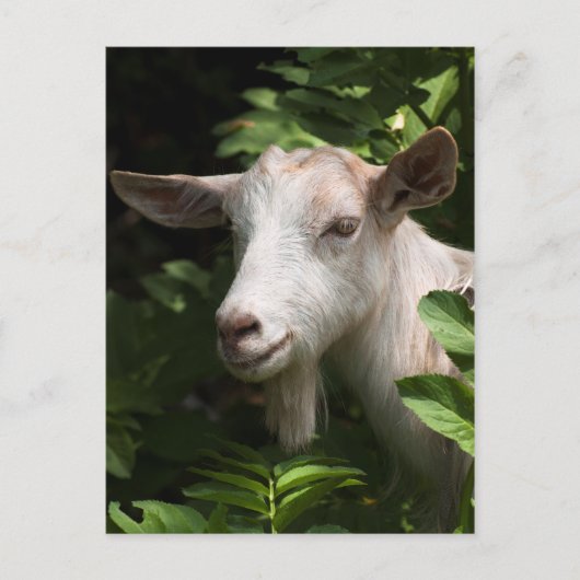 Naar camera kijken briefkaart (Voorkant)