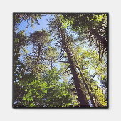 Naar de Bomen kijken Magneet (Voorkant)