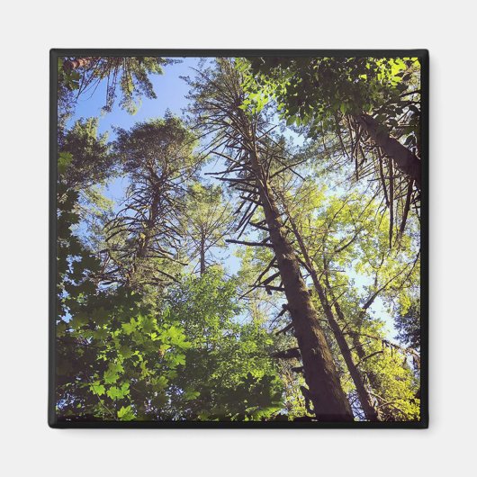 Naar de Bomen kijken Magneet (Voorkant)