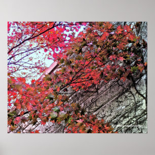 NAAR DE HEMEL KIJKEN VIA CRIMSON LEAVES/DIG.EFFEC POSTER