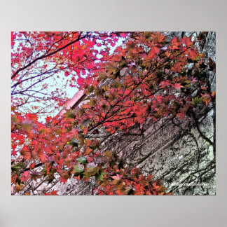 NAAR DE HEMEL KIJKEN VIA CRIMSON LEAVES/DIG.EFFEC POSTER