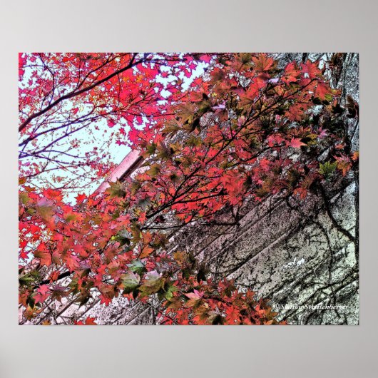 NAAR DE HEMEL KIJKEN VIA CRIMSON LEAVES/DIG.EFFEC POSTER (Voorkant)