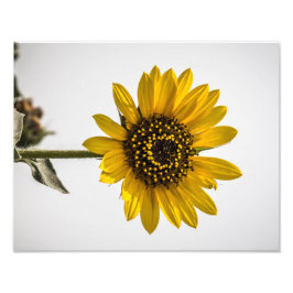 Naar de zon foto afdruk