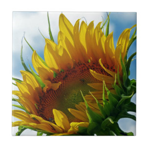 Naar de zon kijken tegeltje