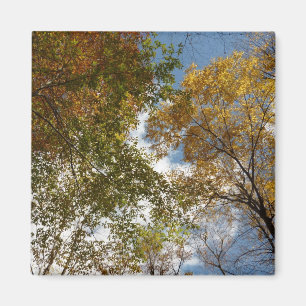 Naar Herfstbladeren Kijken II Herfst Natuur Magneet