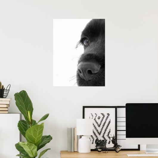 Naar het portret van de colate Cocker Spaniel Poster (Thuiskantoor)