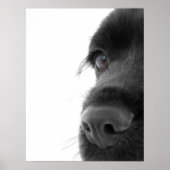 Naar het portret van de colate Cocker Spaniel Poster (Voorkant)