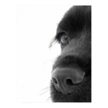 Naar het portret van de colate Cocker Spaniel