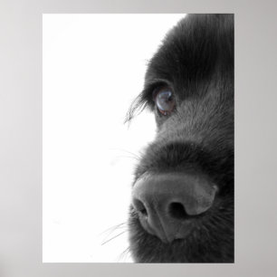 Naar het portret van de colate Cocker Spaniel Poster