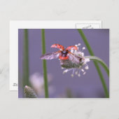 Naar huis vliegen briefkaart (Voorkant / Achterkant)