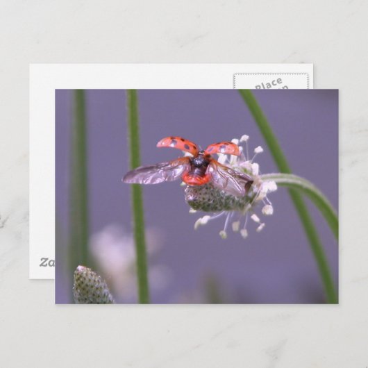 Naar huis vliegen briefkaart (Voorkant / Achterkant)