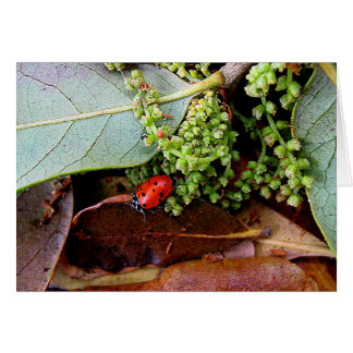 Naar huis voor avondeten