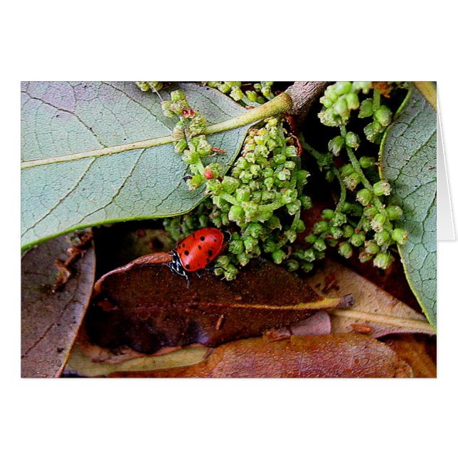 Naar huis voor avondeten (Voorkant Horizontaal)